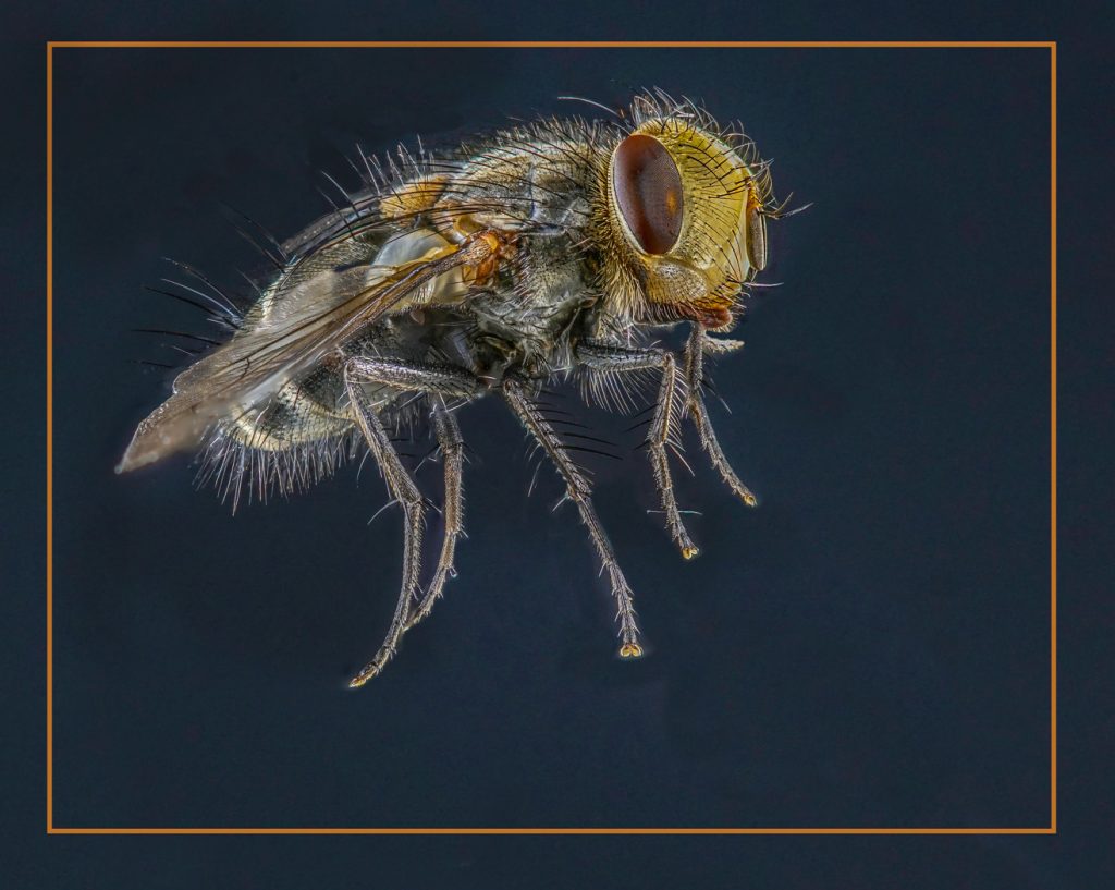 House Fly - Neal Thompson
